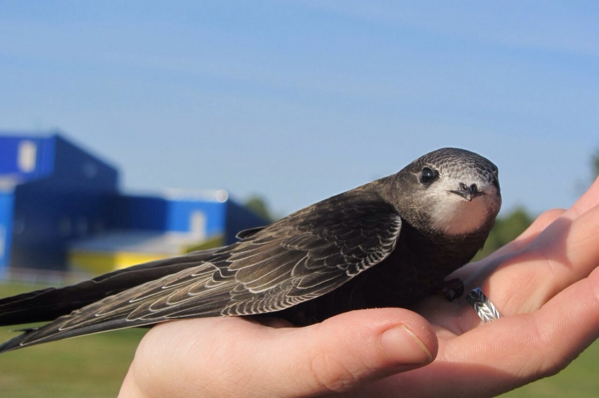 Иглохвостый стриж. Менее известен чем его черный собрат, но с такими же привычками