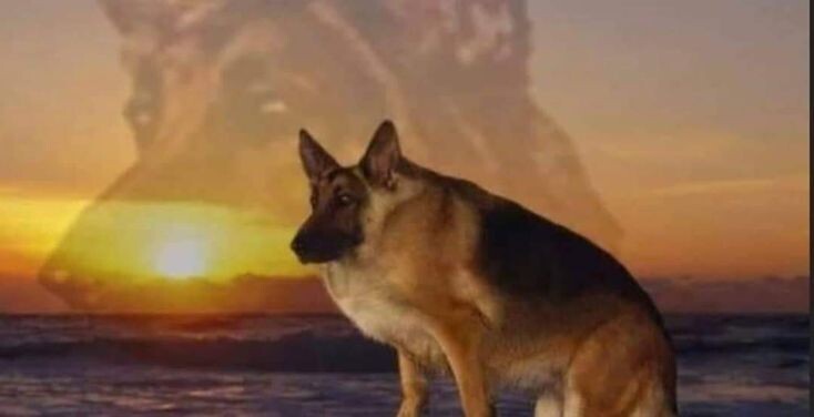 Кто создал мессенджер MAX и теперь платит вам монетизацию на Дзен