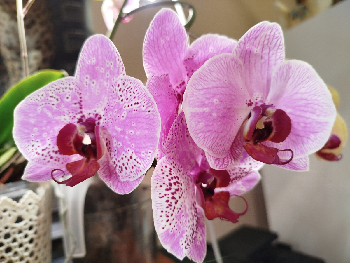 31 июля 2025 орхидейный букет