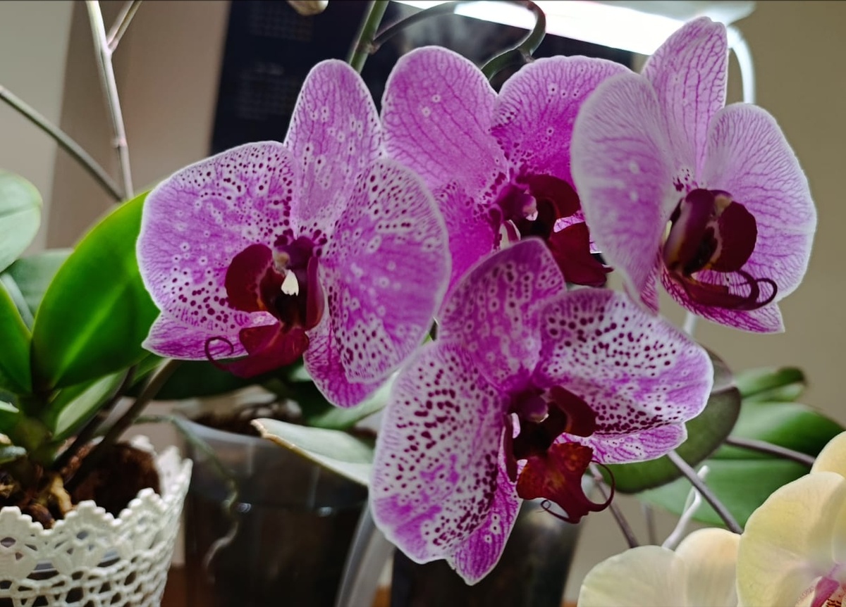 У каждого цветка свой уникальный рисунок на лепестках