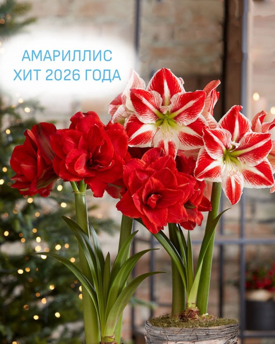 Амариллис фото