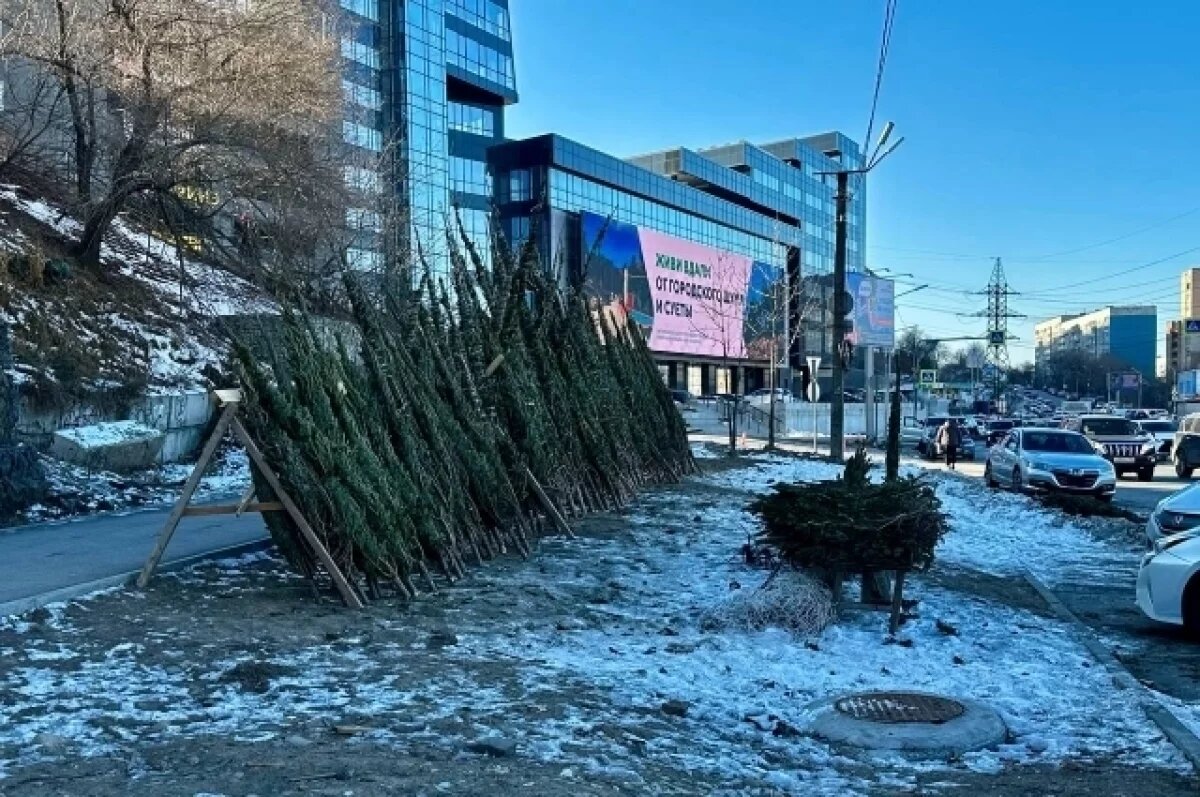    Иметь дома новогоднюю красавицу становится всё накладнее.