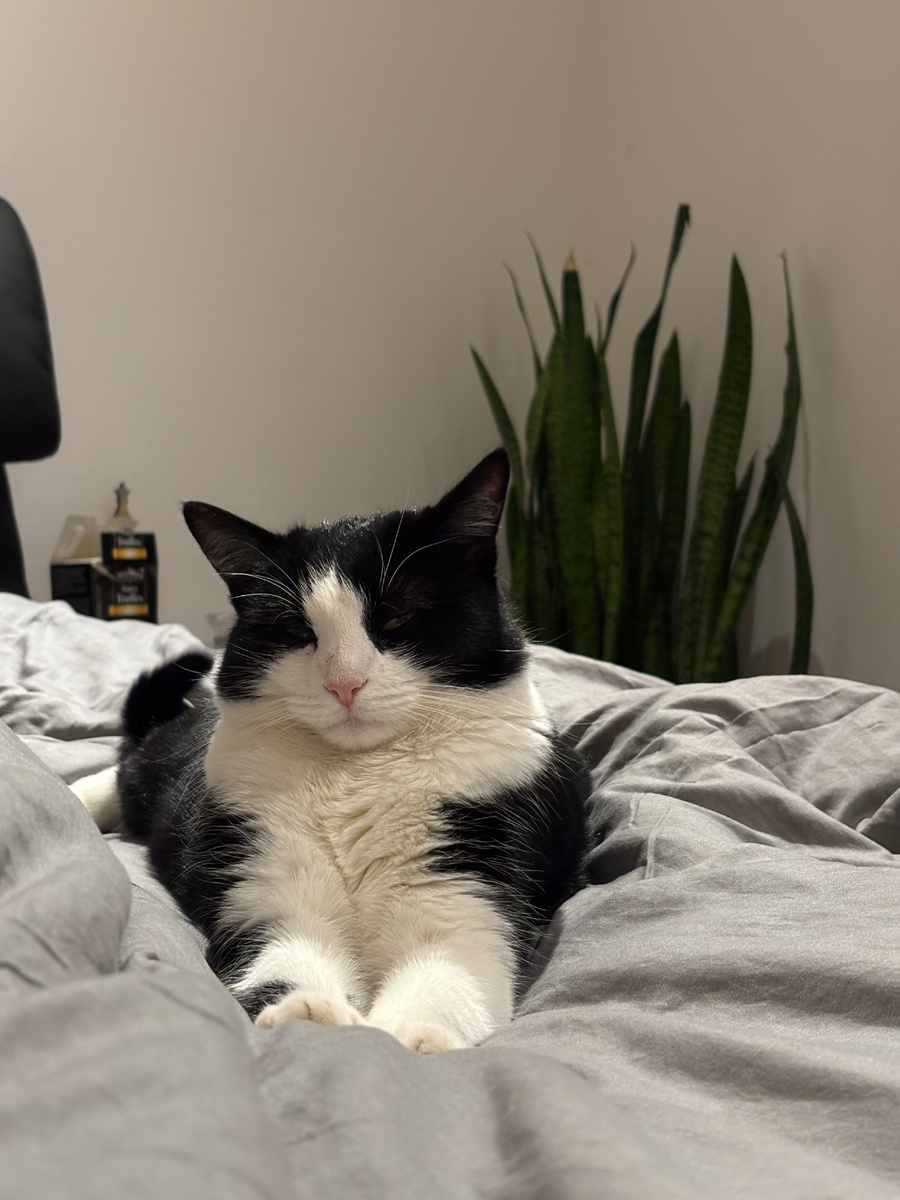 Это Лилли. Кошка, приблудившаяся к нам 2 года назад.