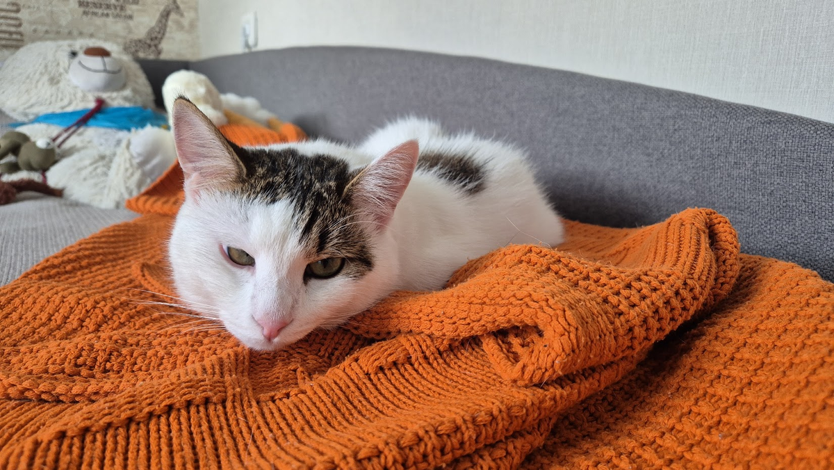 У нас кот даже рефлексирующий, честно вам говорю))