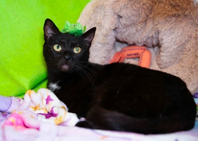 Мави на передержке ищет дом)