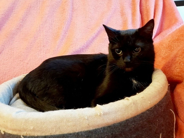 Мави уютная нежная кошечка💖