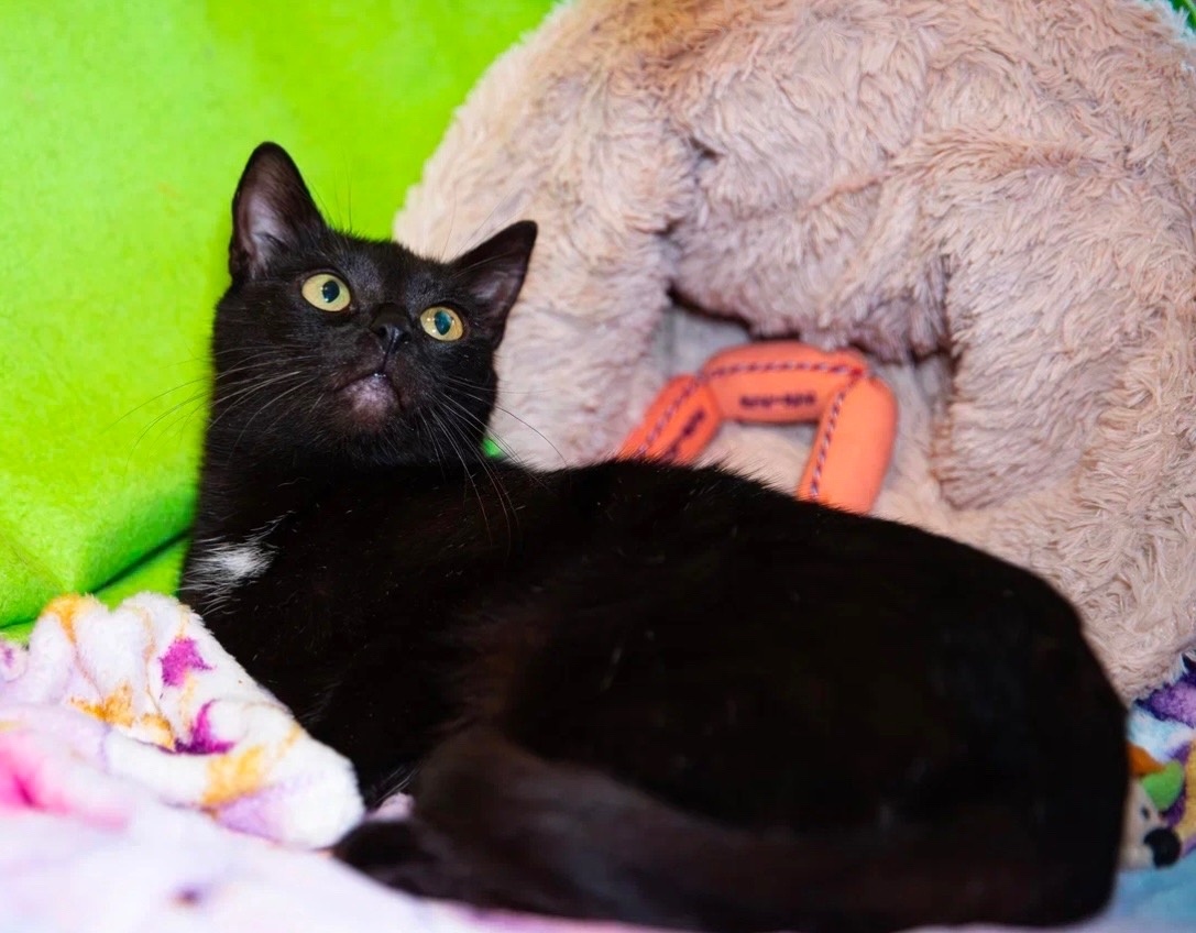 Мави на передержке ищет дом 🏡