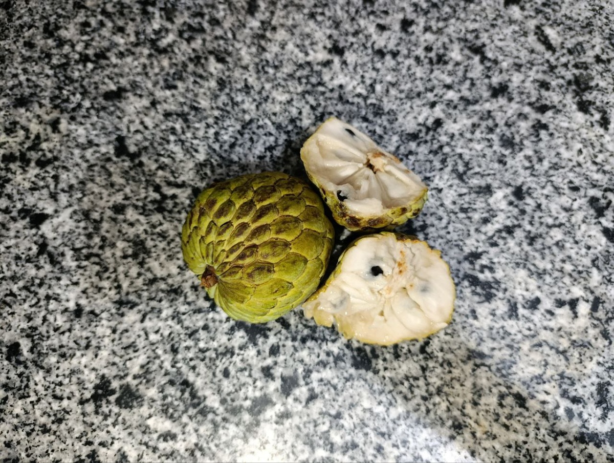 Внешний и внутренний вид эшты