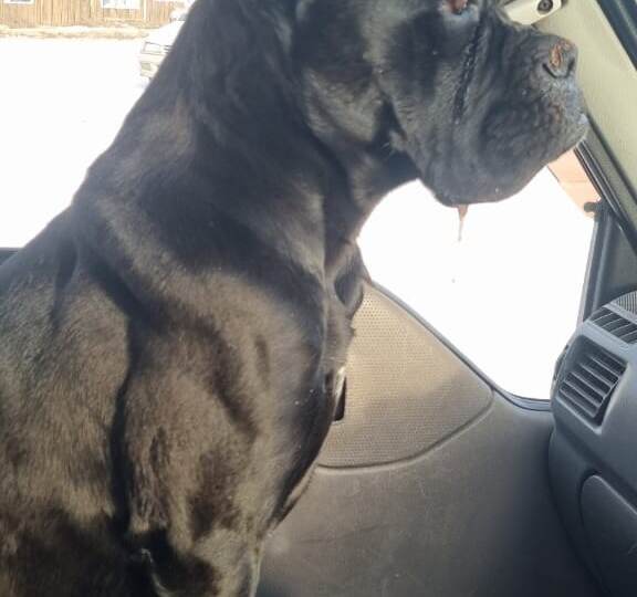 Спасение на морозе: девочка кане корсо и ее случайный друг.