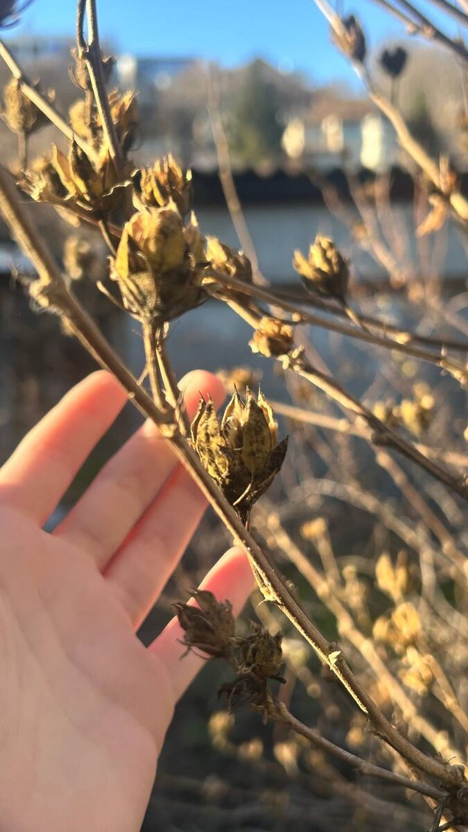 Те самые барабушки.