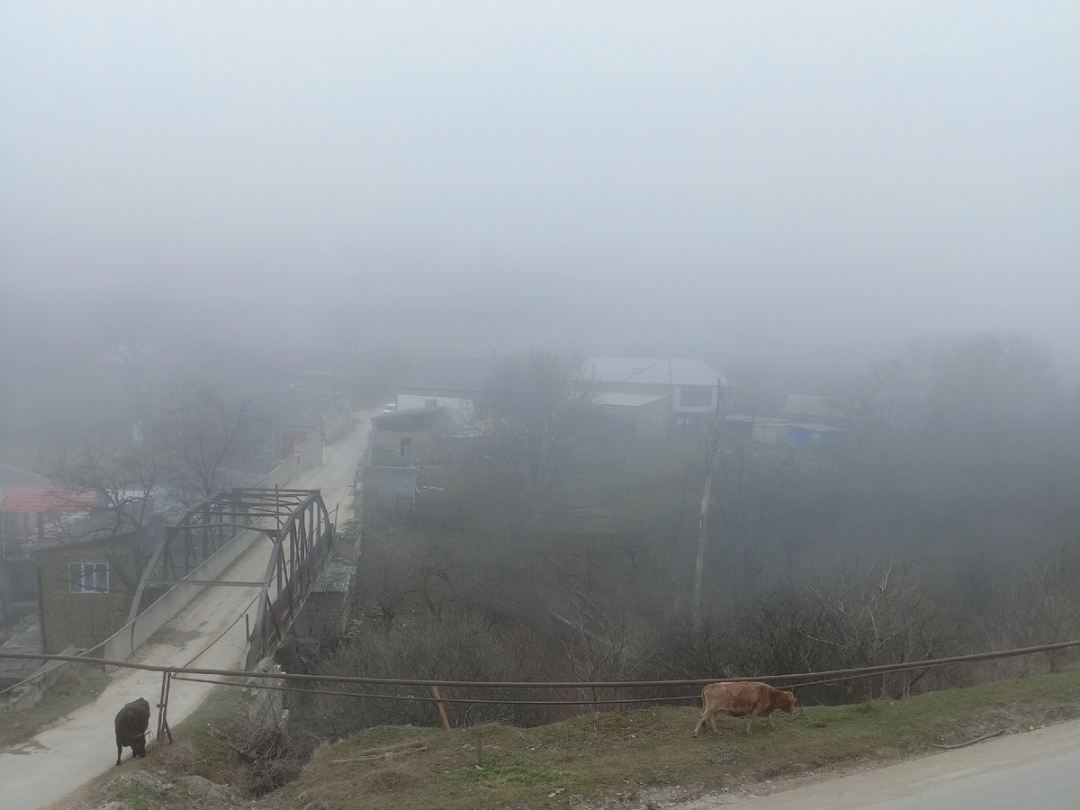 Фото автора: густой туман в горном селе, мост-колесо и коровы (Дагестан, январь 2024)
