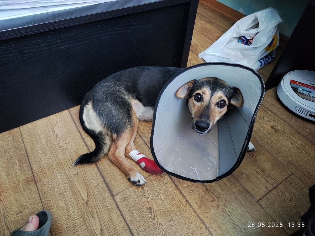 Мне теперь вдвое больше вкусняшек? Я же на больничном