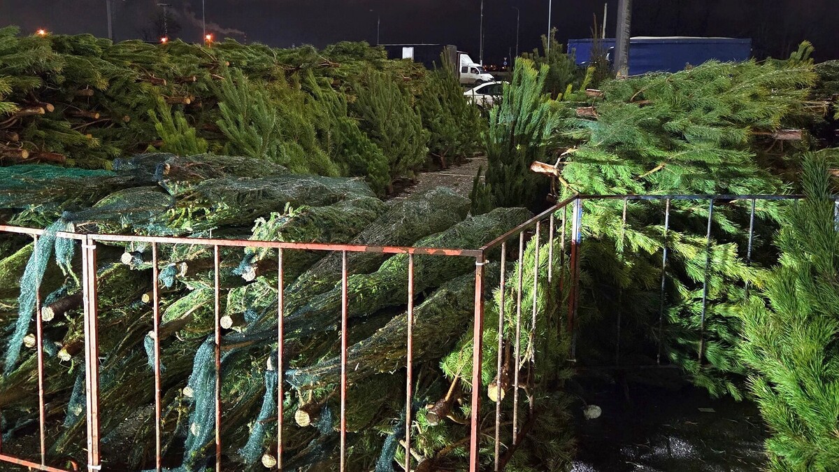     Источник: kubanpress.ru