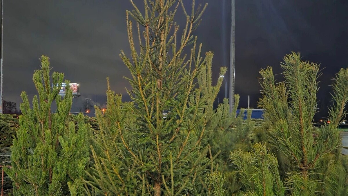    Мы прошлись по базарам, посмотрели на ёлки. Выбор есть, и он приличный.   kubanpress.ru