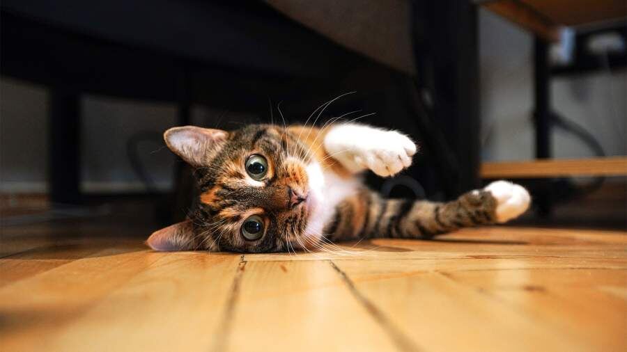    Фото: ИЗВЕСТИЯ/Анна Селина