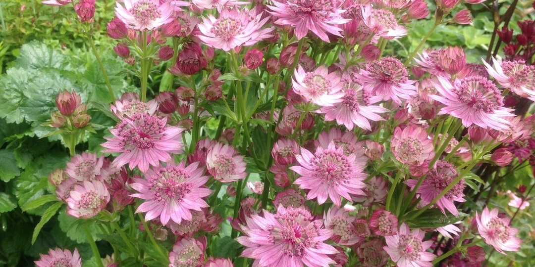 Какие еще многолетние растения цветут в июле.