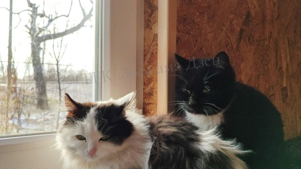 Канал Зоомама подарил дом монастырским котикам