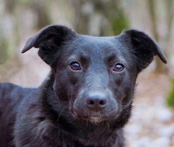 Бритни в поисках дома💕