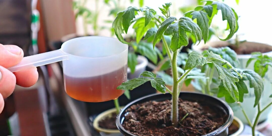 В деревнях четко знают, что дать рассаде томатов, чтобы она не болела, была крепкой и толстенькой