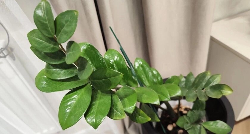    Фото usolie.info