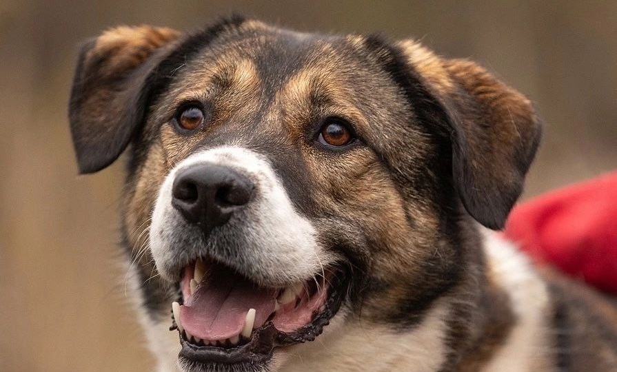 Берта ждет свое новогоднее чудо! 💫