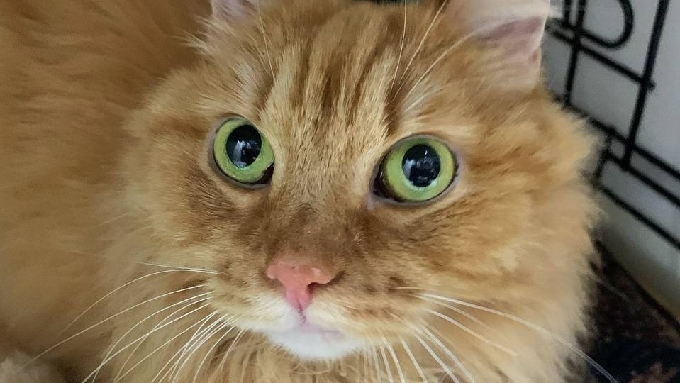 Подопечные, которым нужна помощь прямо сейчас