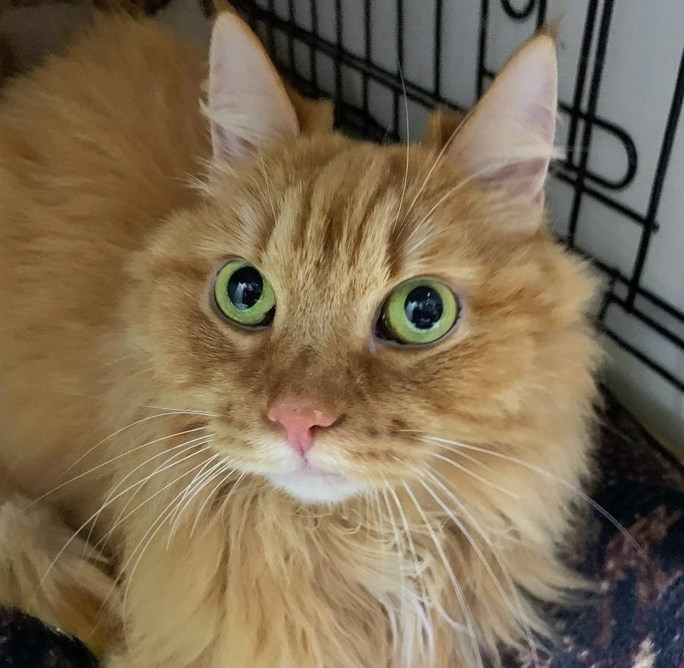 Есенин вернулся в приют.