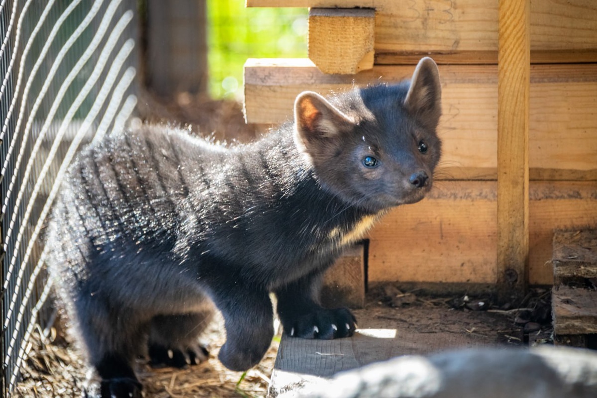 Байкал
© Из архива Тункинского национального парка/ Сергей Швецов