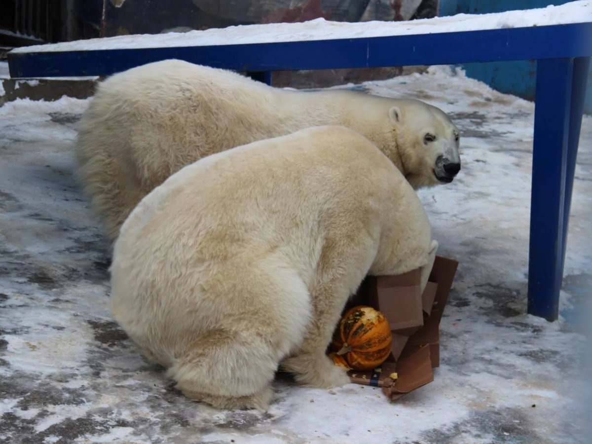     Для мохнатых именинников подготовили специальное угощение (архивное фото)