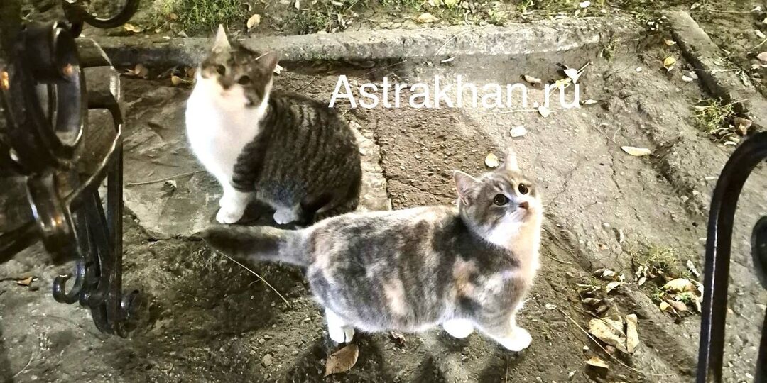 В Астрахани бездомные кошки гибнут от морозов