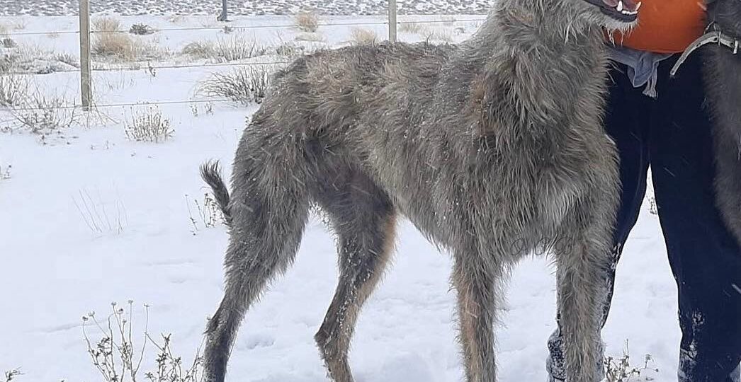 Galgo Barbucho Patagonico