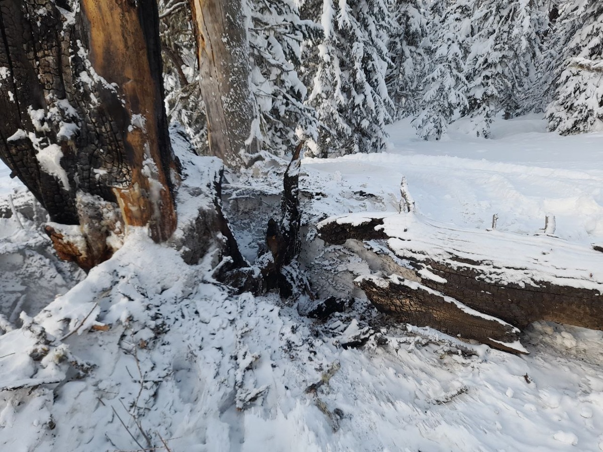     Еще один пожар произошел в кедровом лесу Красноярского края
