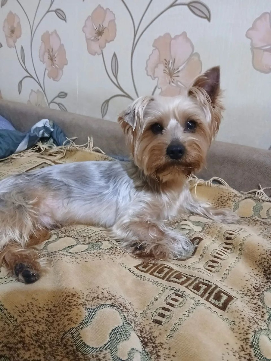 Тэдди наслаждается семейной идиллией и безграничной любовью дома.