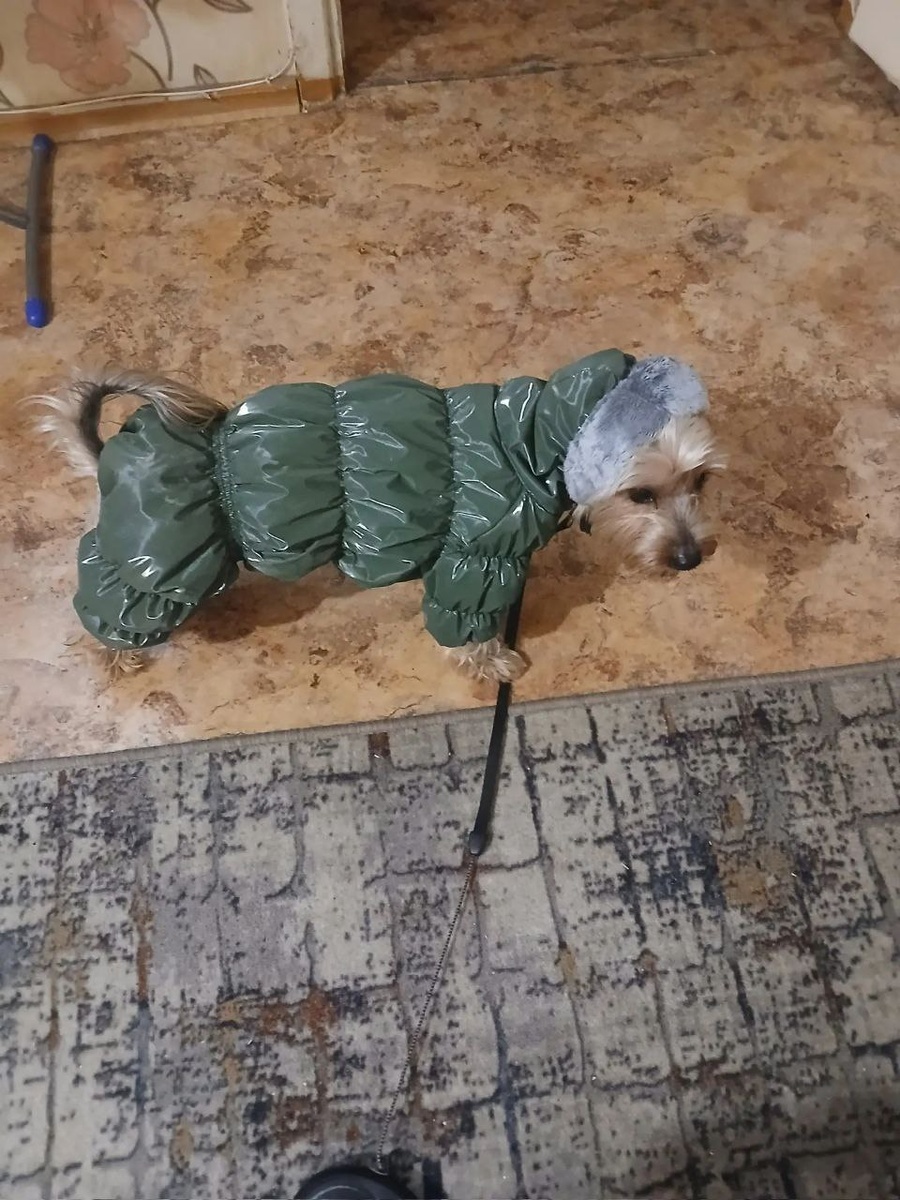 «Мы все его обожаем и любим!» - пишут нам хозяева йорка