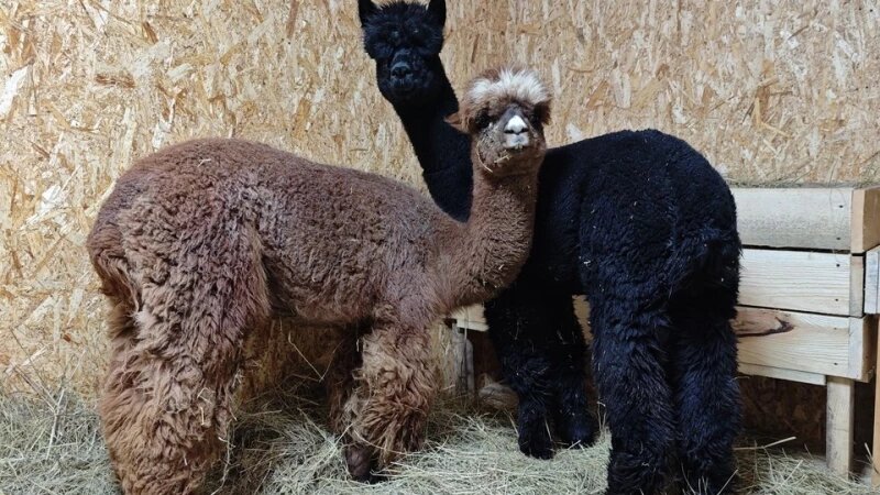     Альпаки Лесная Сказка