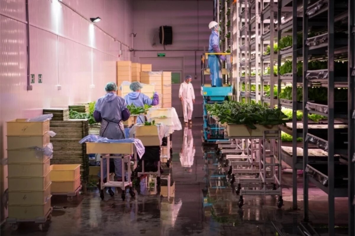    Хабаровский край обеспечил жителей овощами благодаря модернизации теплиц