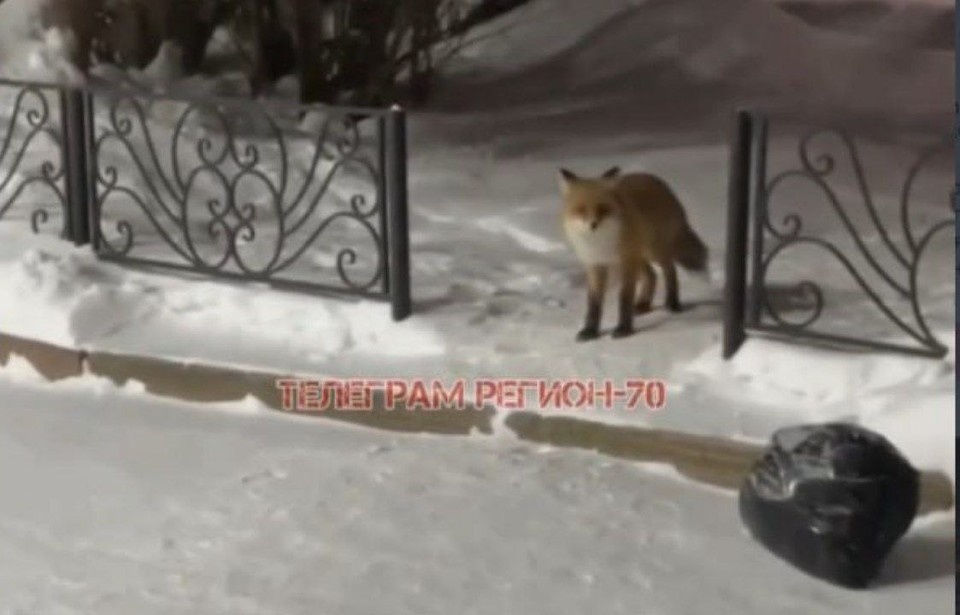    Фото: телеграм-канал «Регион-70 Томск»