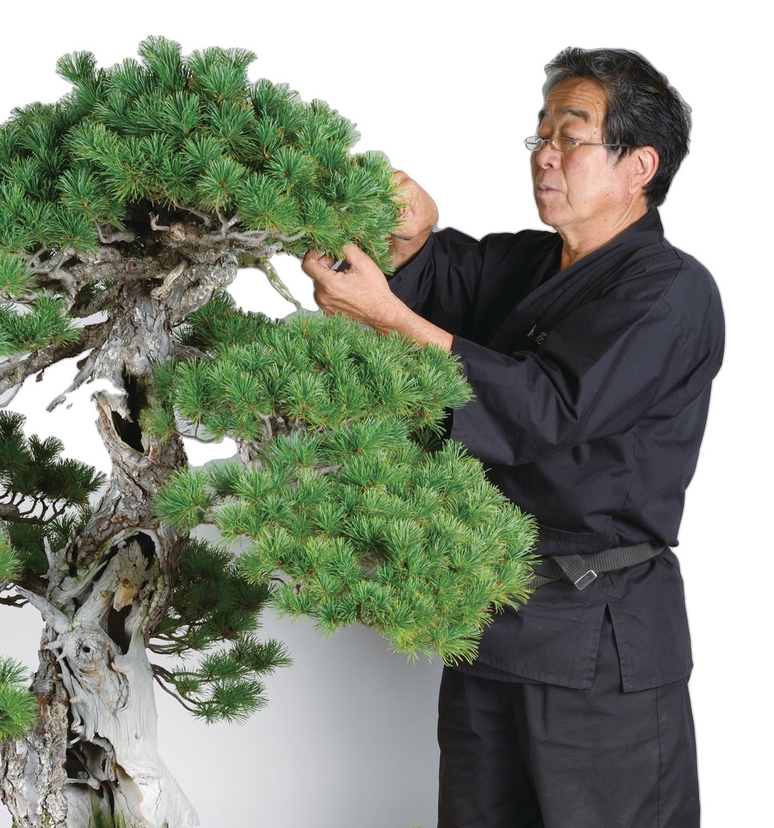 Кунио Кобаяси олицетворяет собой истеблишмент японского бонсай.