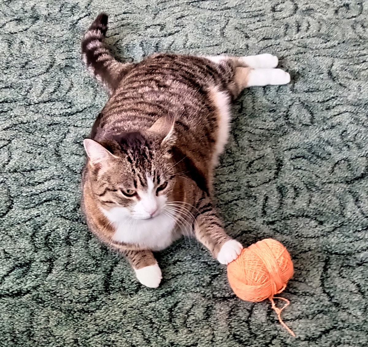 Фото автора. Варюта и клубок.