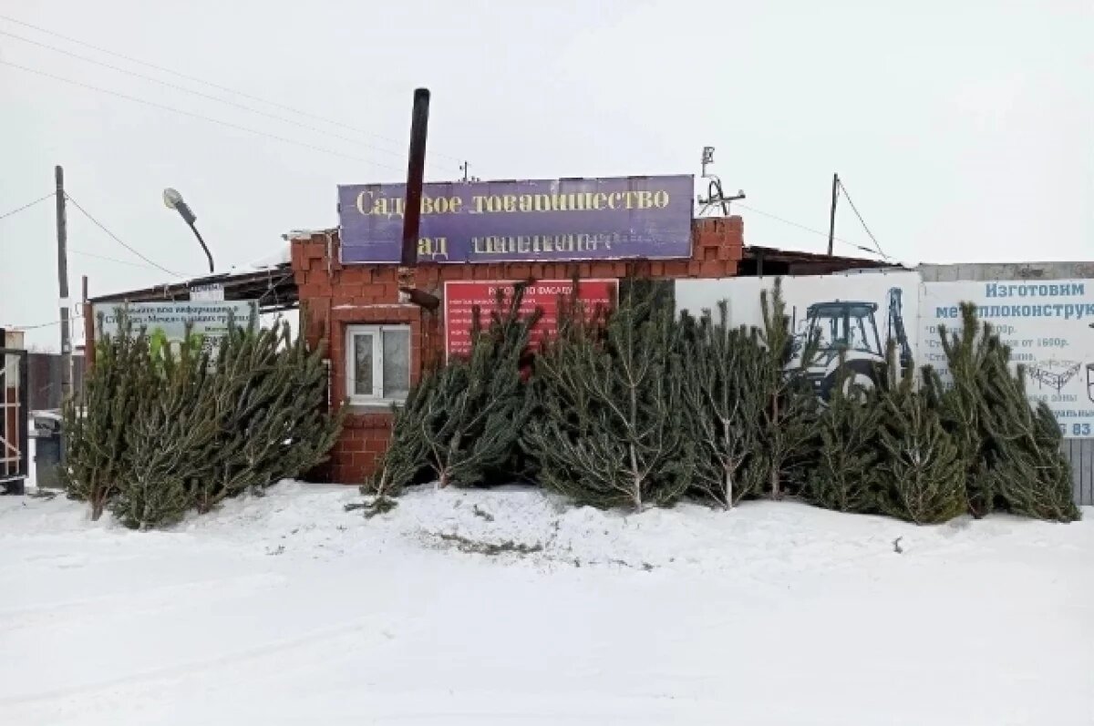    Полиция Челябинска начала конфискации ёлок у незаконных торговцев