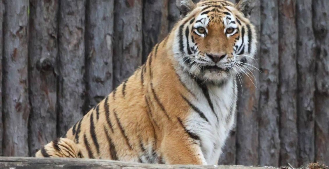    Фото: Зоосад "Приамурский" имени В.П. Сысоева