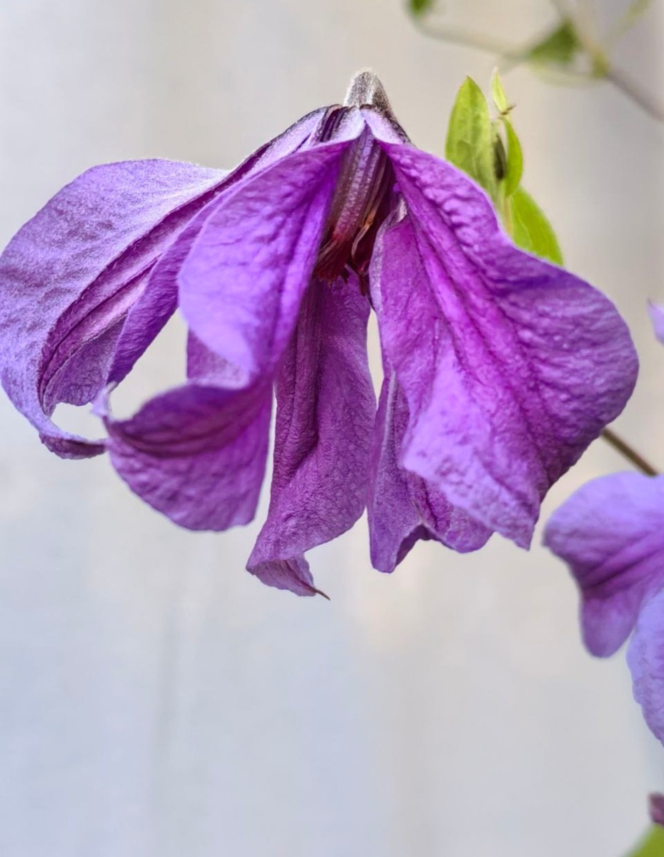 Сизая Птица