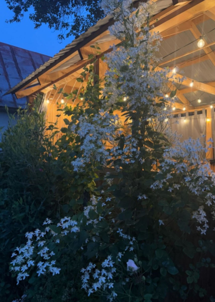 Белое облако клематиса жгучего