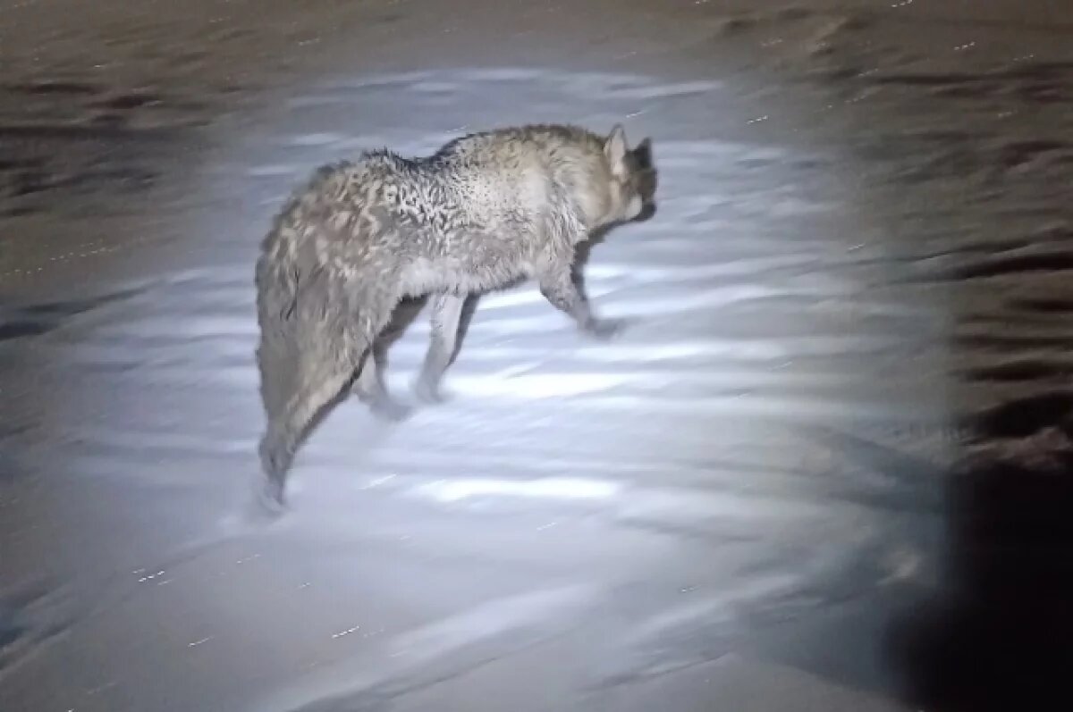    В Пермском крае собака провалилась в колодец и ждала помощи людей