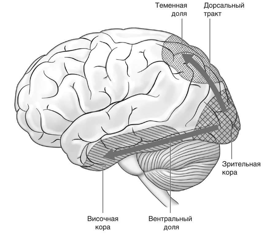 Мозг человека 
