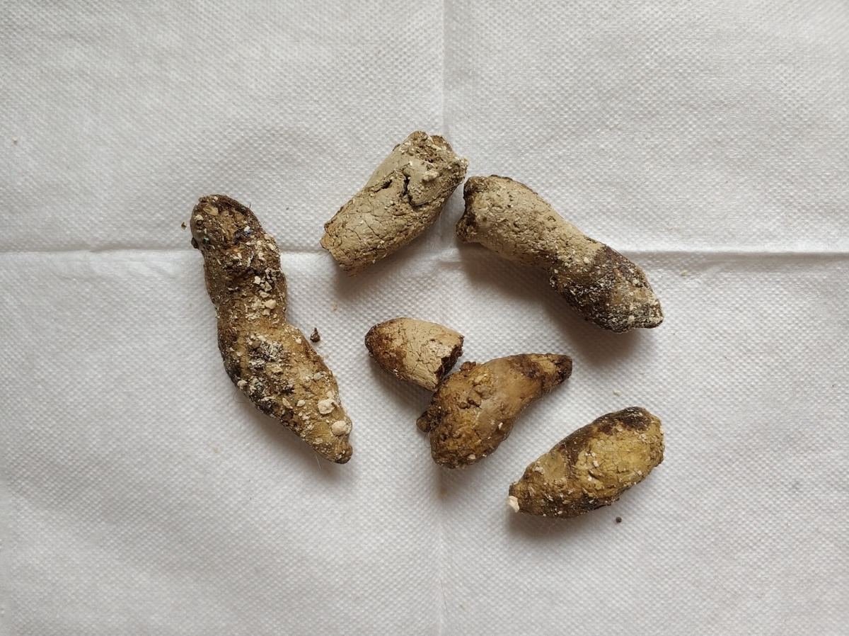    Эталонный вид экскрементов кошачьих NATUMBE.KZ