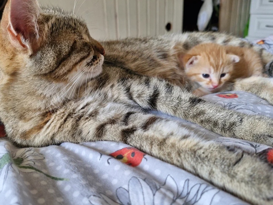     Фото: REGIONS/Наталия Надточая