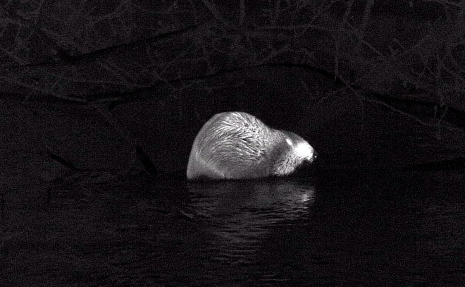    © Telegram / Каждой твари по паре