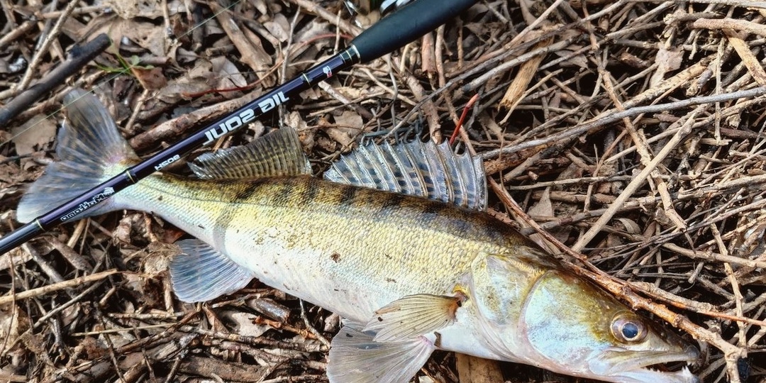 Как я неделю искал ту самую точку, где клюёт судак
