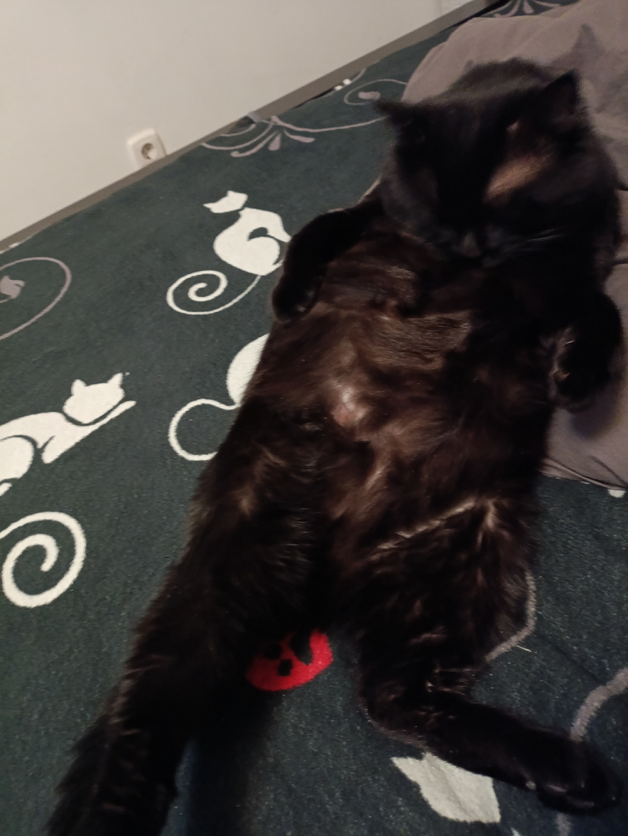 Котя умывается